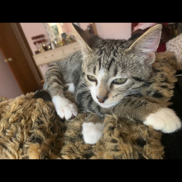 Meet your Posher, Hadir - Picture 1 of 1